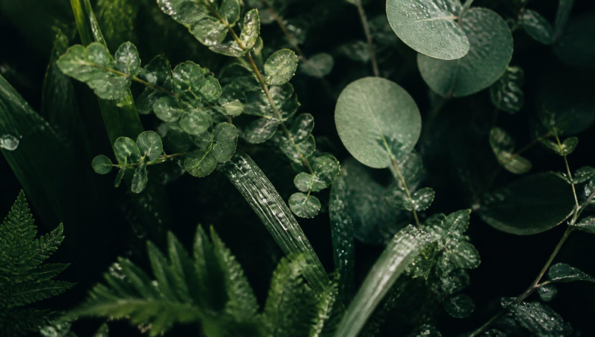 Dew-covered botanical leaves in soft morning light